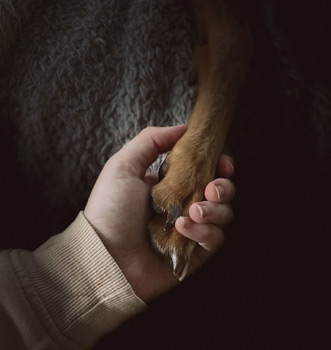 pet loss urns and keepsakes for pet ashes