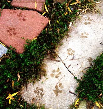 pet loss paw prints in garden